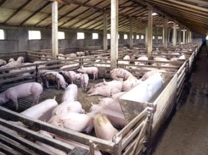 Chlorine Dioxide In Veterinary offices and Kennels