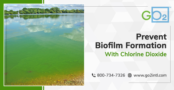 biofilm Production in Buena Park